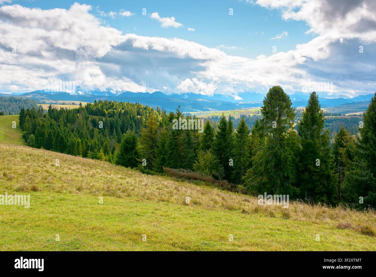 mountain landscape of ukraine with spruce forest. rural valley of podobovets in the distance. cloudy sky. serotinal background for carpathian countrys Stock Photo