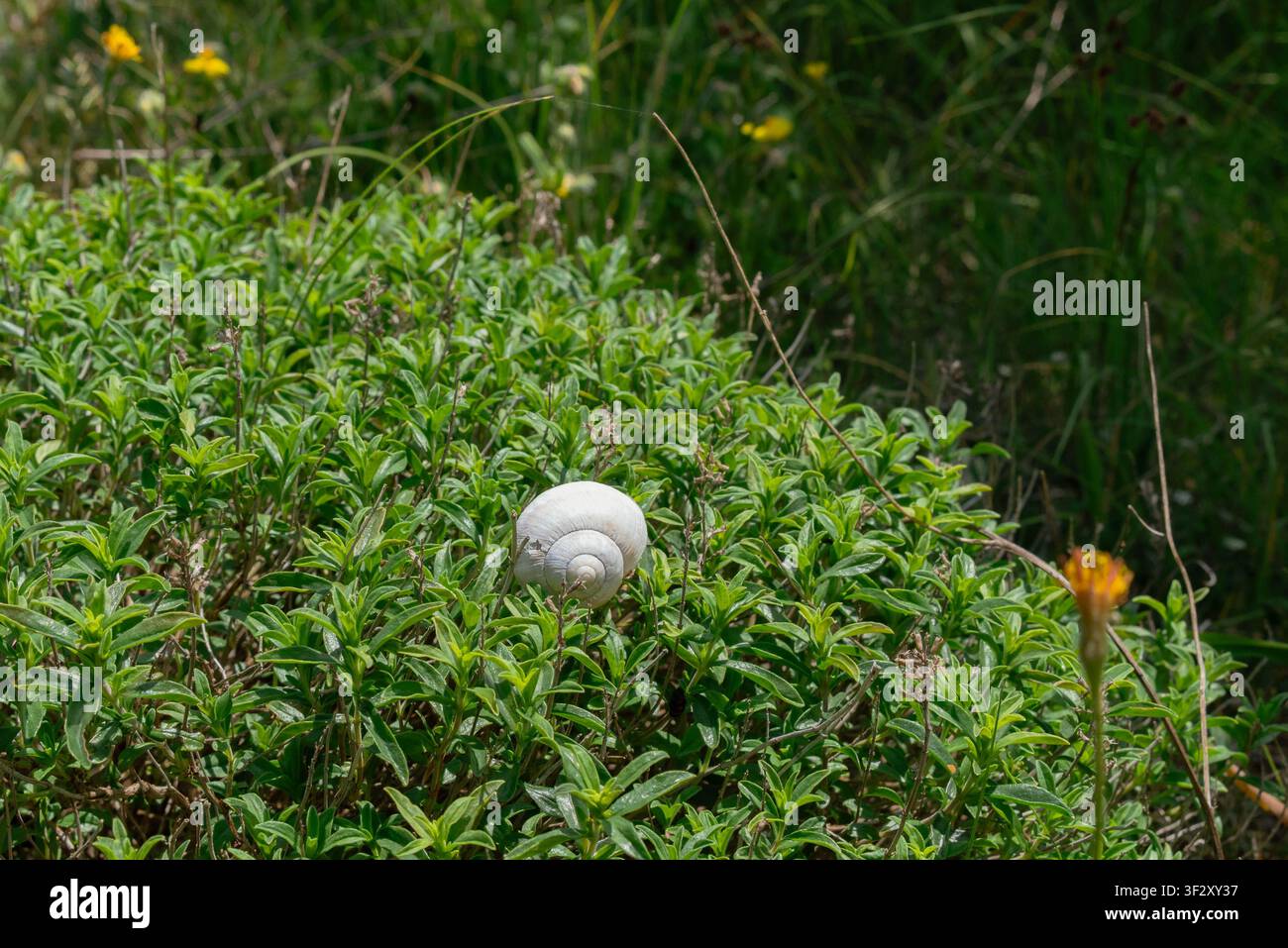 Empty snail shell resting on blooming wild mountain thyme Stock Photo