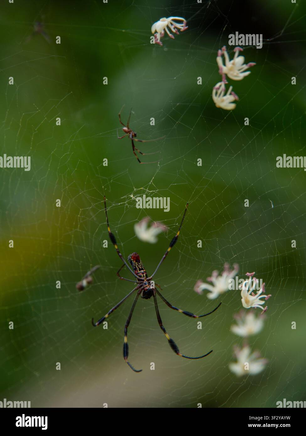 Golden silk orb-weaver spider on web in green natural background Stock Photo