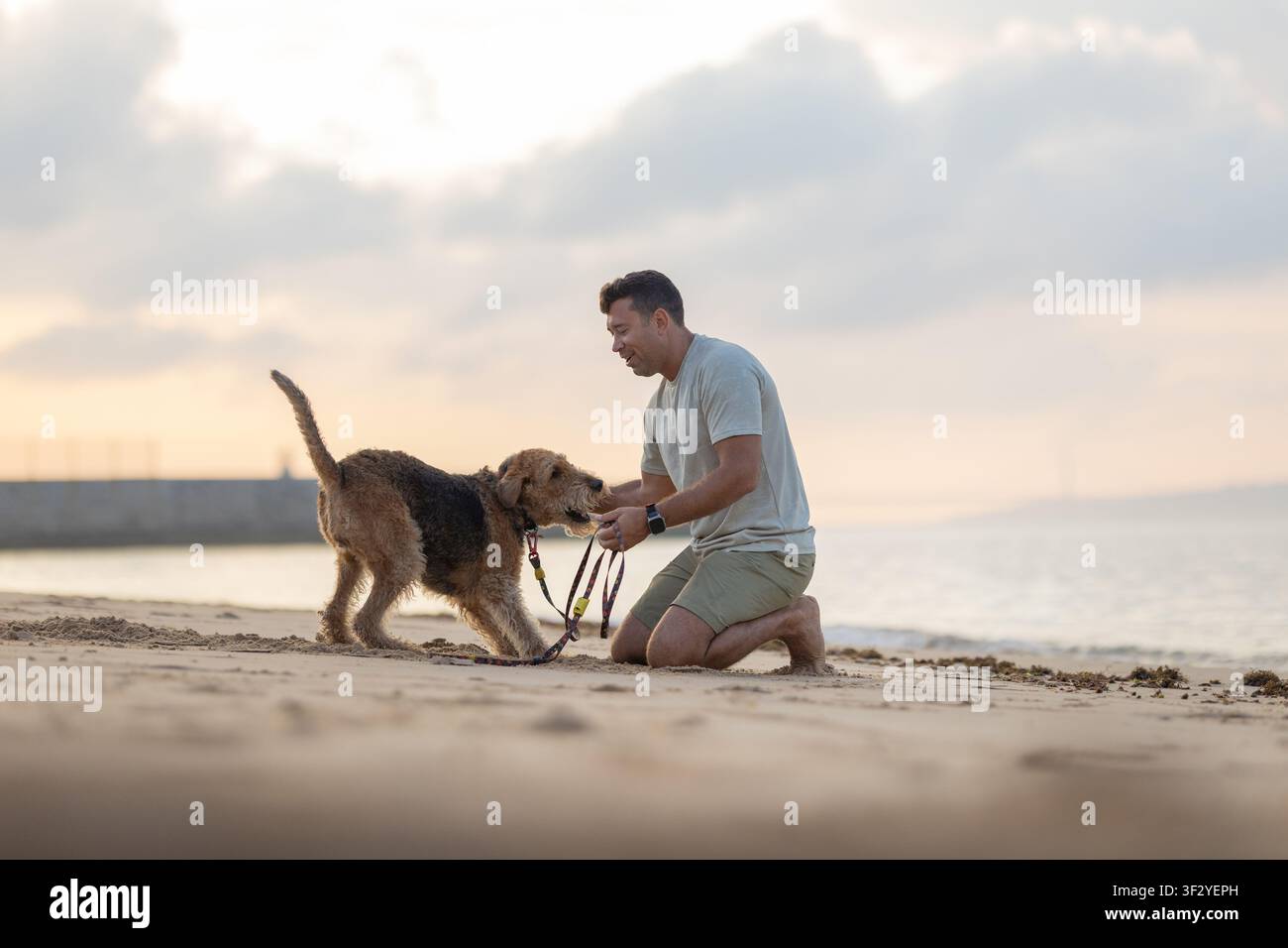 Man kneeling on sandy beach playing with brown dog during sunset, calm ocean waves and cloudy sky visible in the background. Airedale Terrier Stock Photo