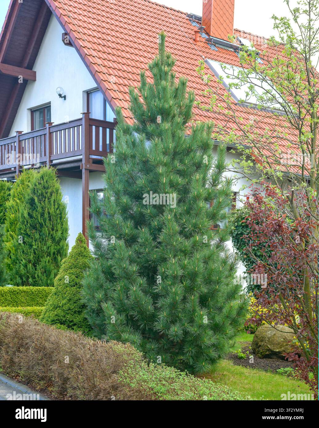Swiss stone pine, arolla pine (Pinus cembra), habit Stock Photo