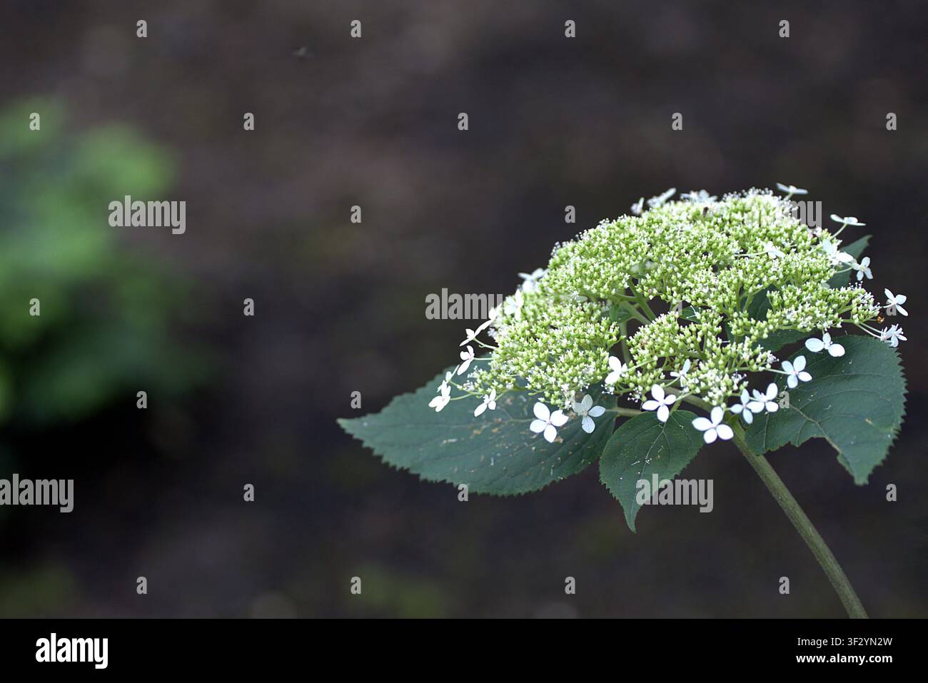White smooth hydrangea flower blooming against dark natural background. Stock Photo