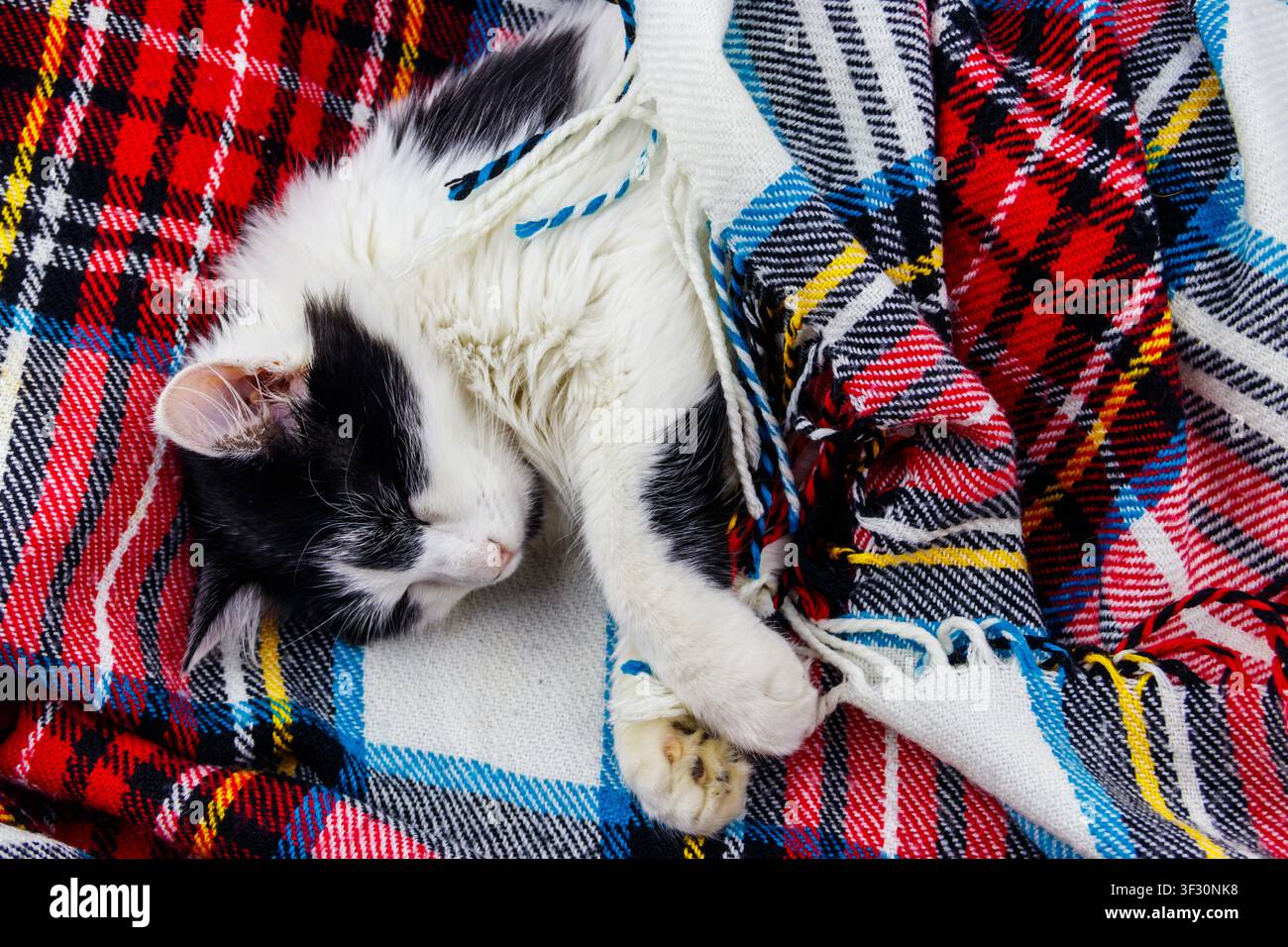Cute lazy cat is lying on a checkered plaid Stock Photo