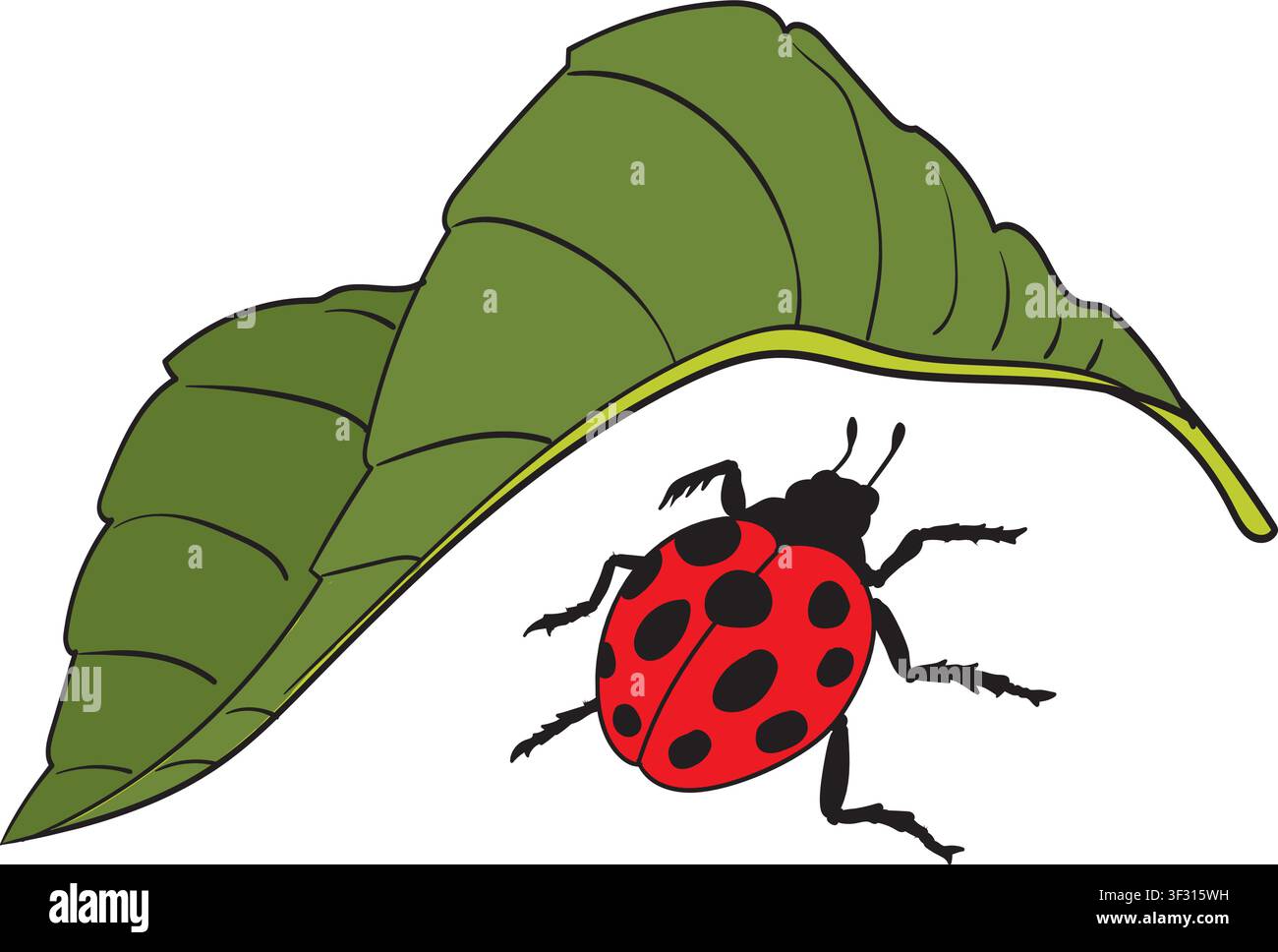 Ladybug on Green Leaf Illustration Stock Vector