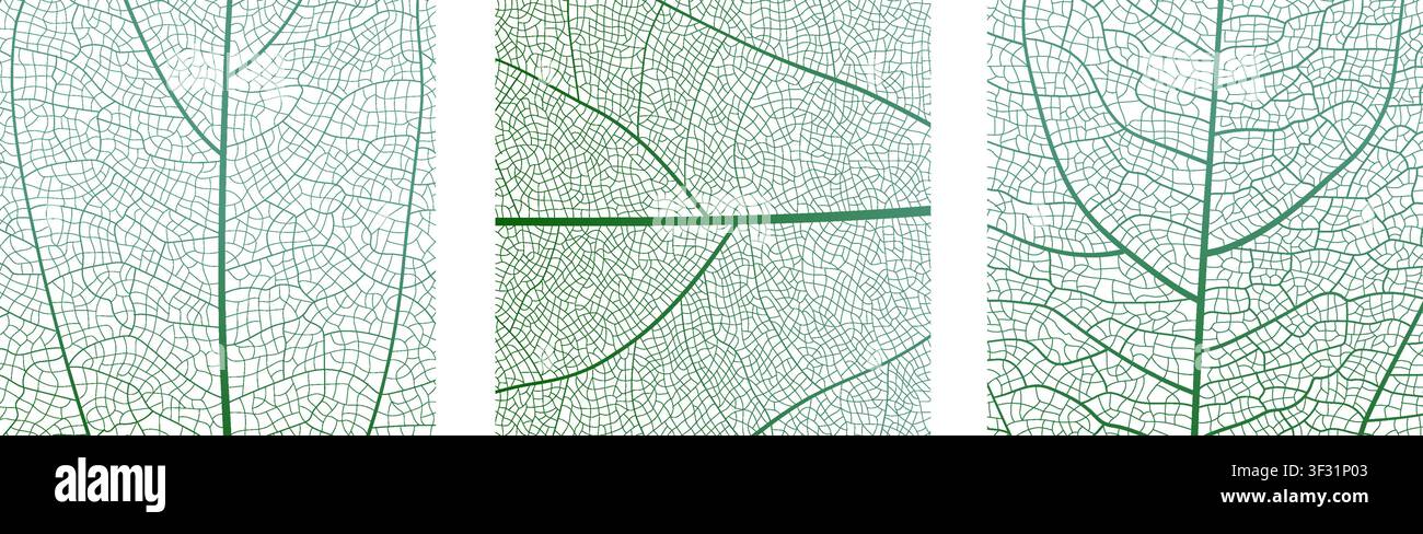 Leaf vein cell skeleton texture abstract background set with close up plant leaf cells structure pattern vector illustration. Stock Vector