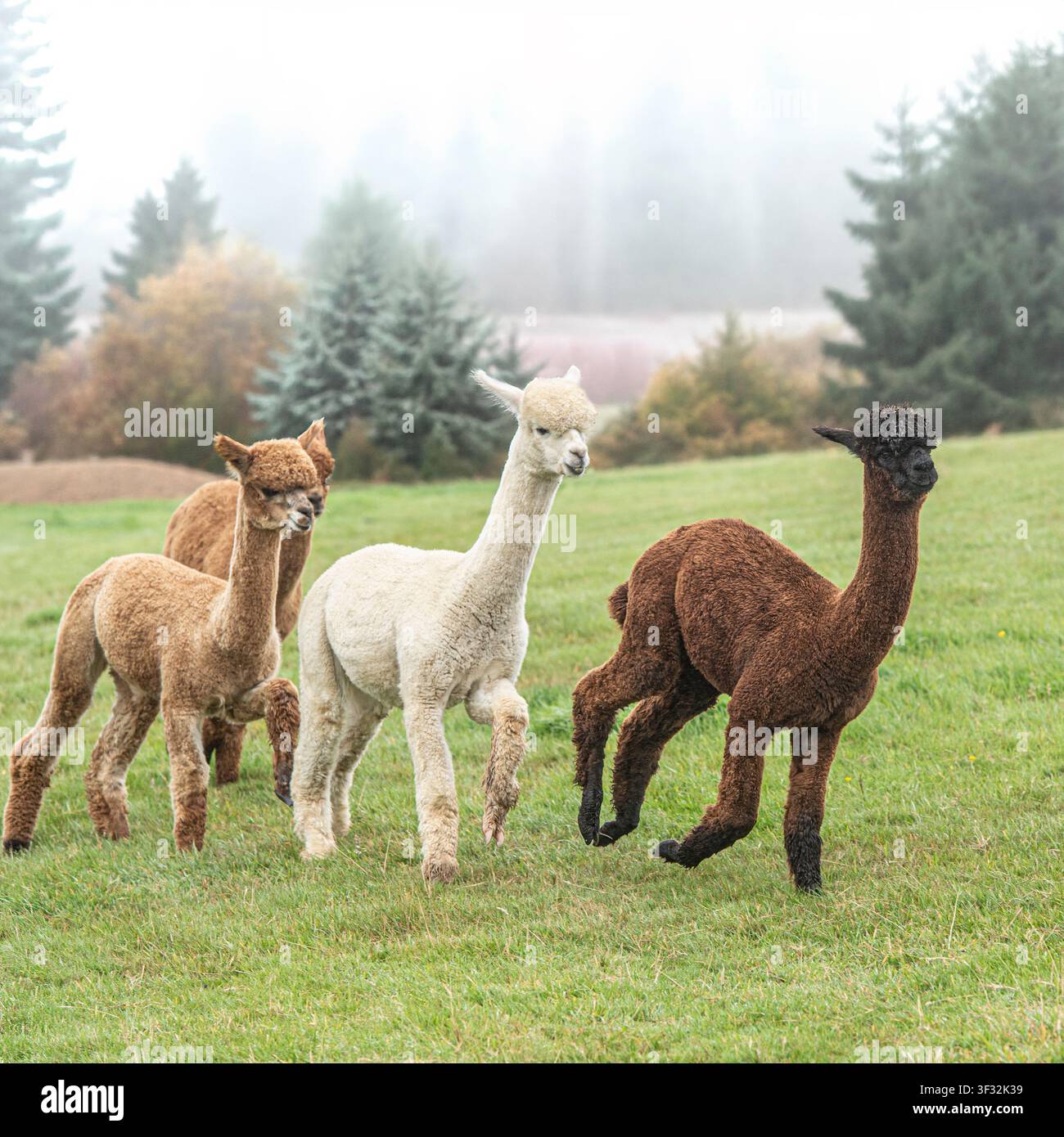 alpacas running in a field Stock Photo