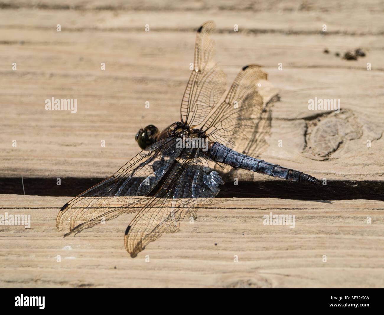 Adult male Black-tailed skimmer dragonfly, Orthetrum cancellatum, resting with damaged wings  near a UK pond Stock Photo