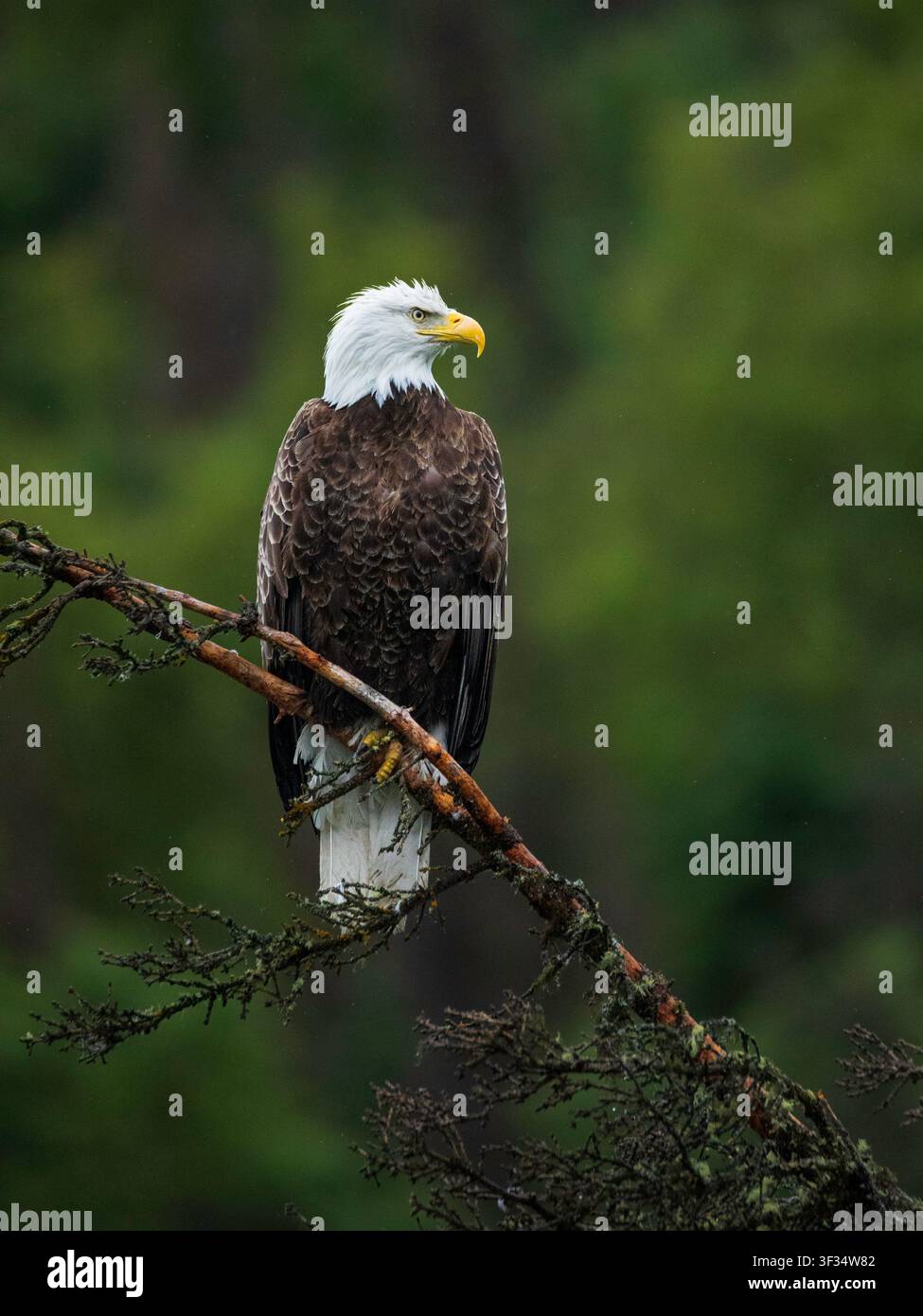 bald eagle sitting in tree Stock Photo
