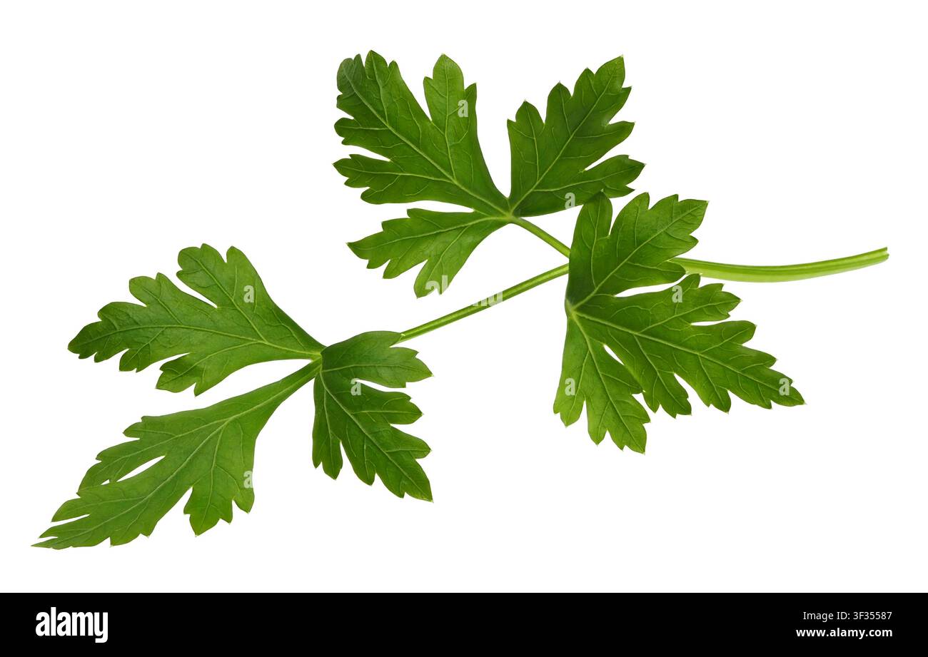 Fresh parsley sprig isolated on white background Stock Photo