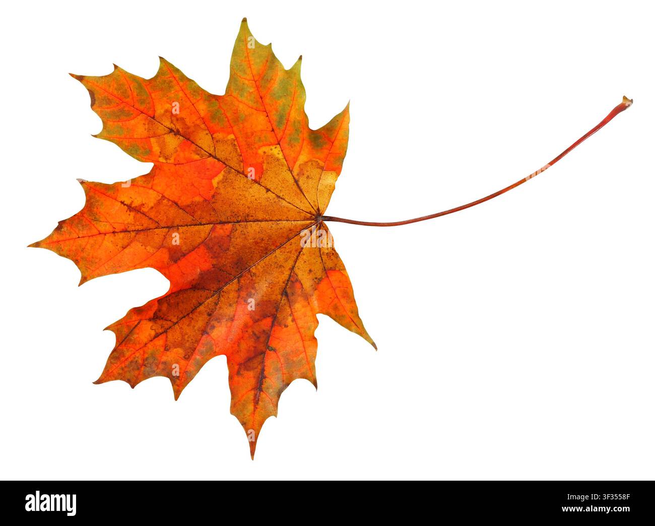 Autumn leaf isolated on white background Stock Photo