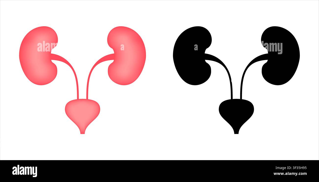 Human urinary system kidneys bladder ureters diagram Stock Vector