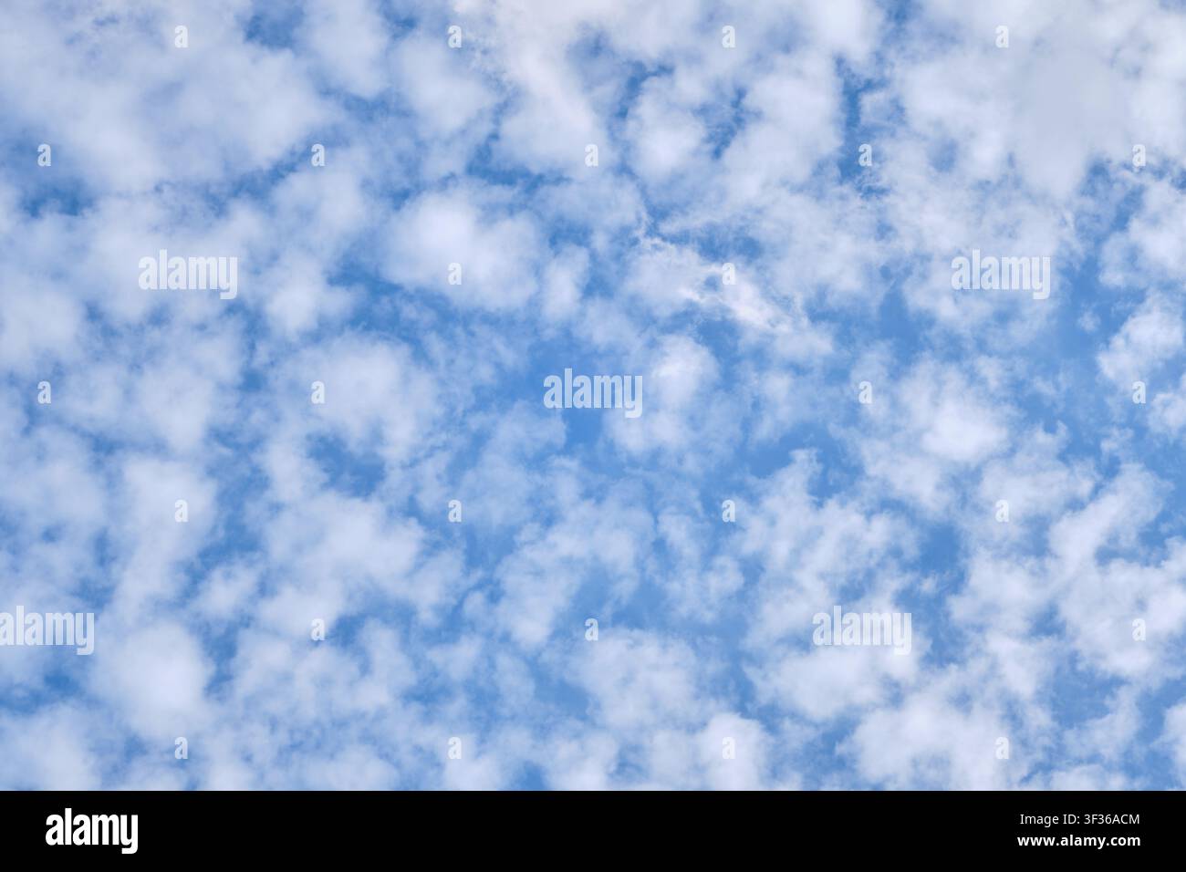 Beautiful blue sky background filled with soft fluffy white altocumulus clouds on sunny day Stock Photo