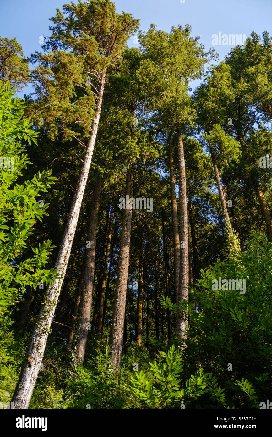 Green coniferous forest trees reaching high toward clear blue sky, creating natural woodland ecosystem Stock Photo