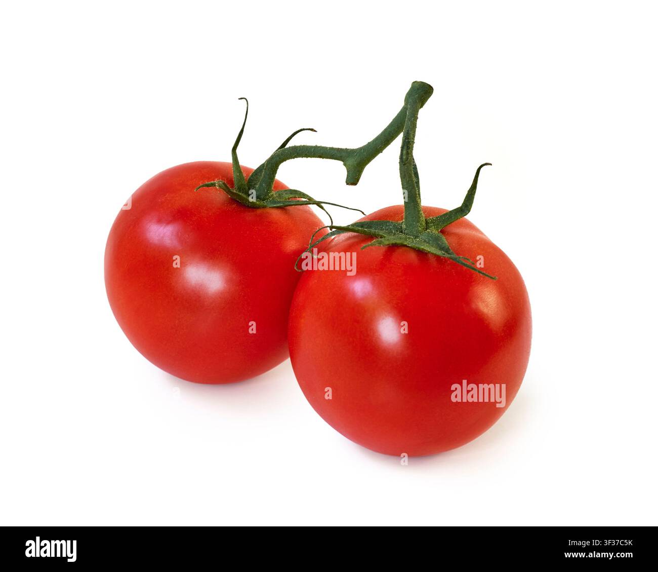 Fresh red tomatoes on vine isolated on white background Stock Photo