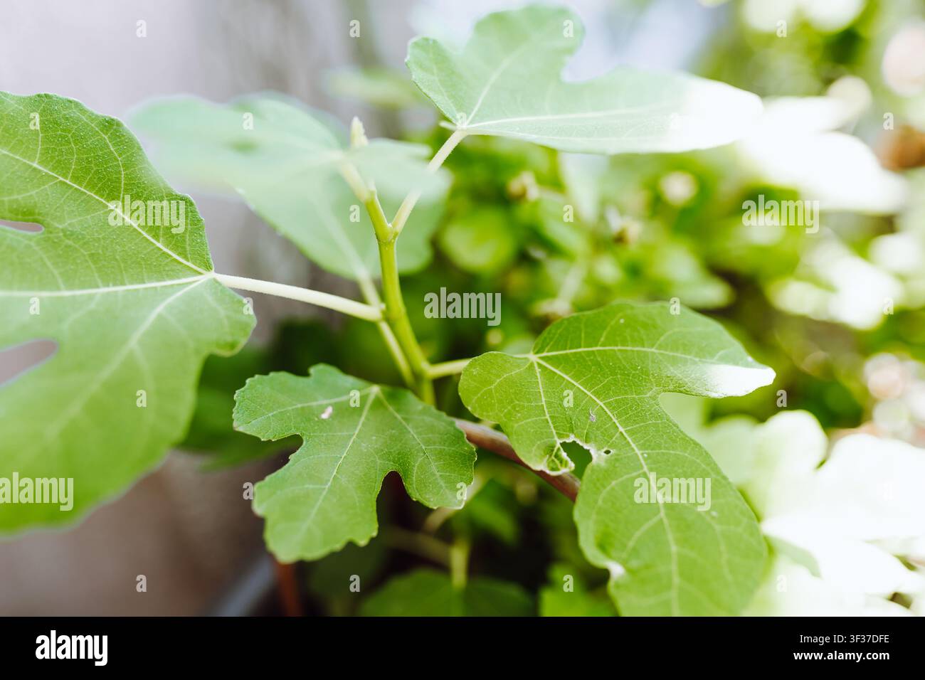 fig sprout in the garden Stock Photo