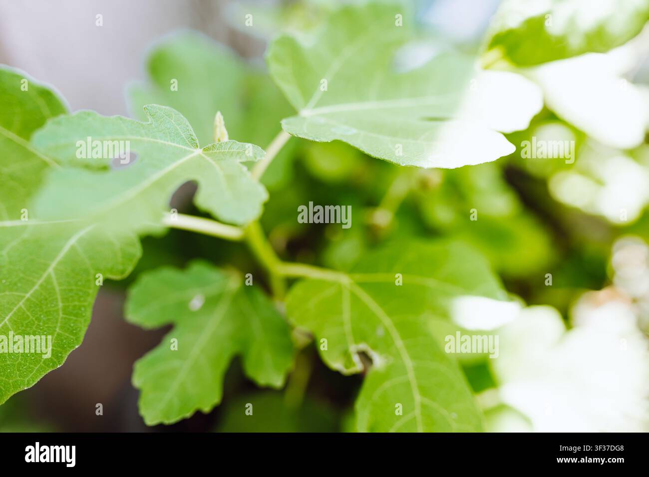 fig sprout in the garden Stock Photo