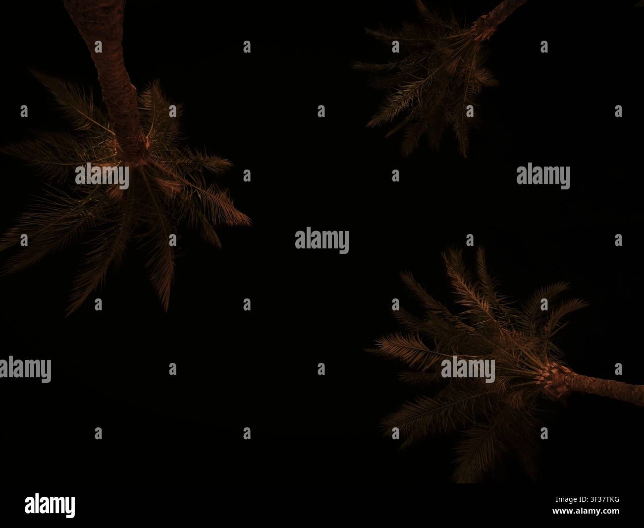 Silhouetted palm tree against deep night sky with dramatic frond shapes, low angle tropical nightscape Stock Photo