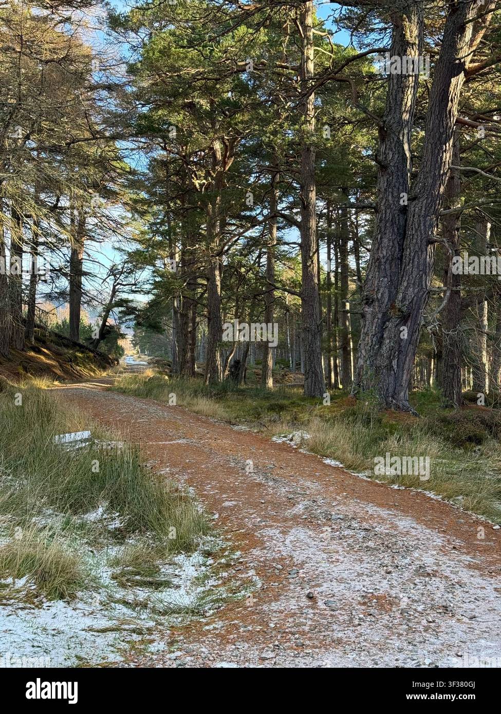 Gravel track through ancient Caledonian pinewood with light snow. Scots pine forest, morning light. Winter, Scottish Highlands, Scotland, UK. - Smartphone Captured Stock Image