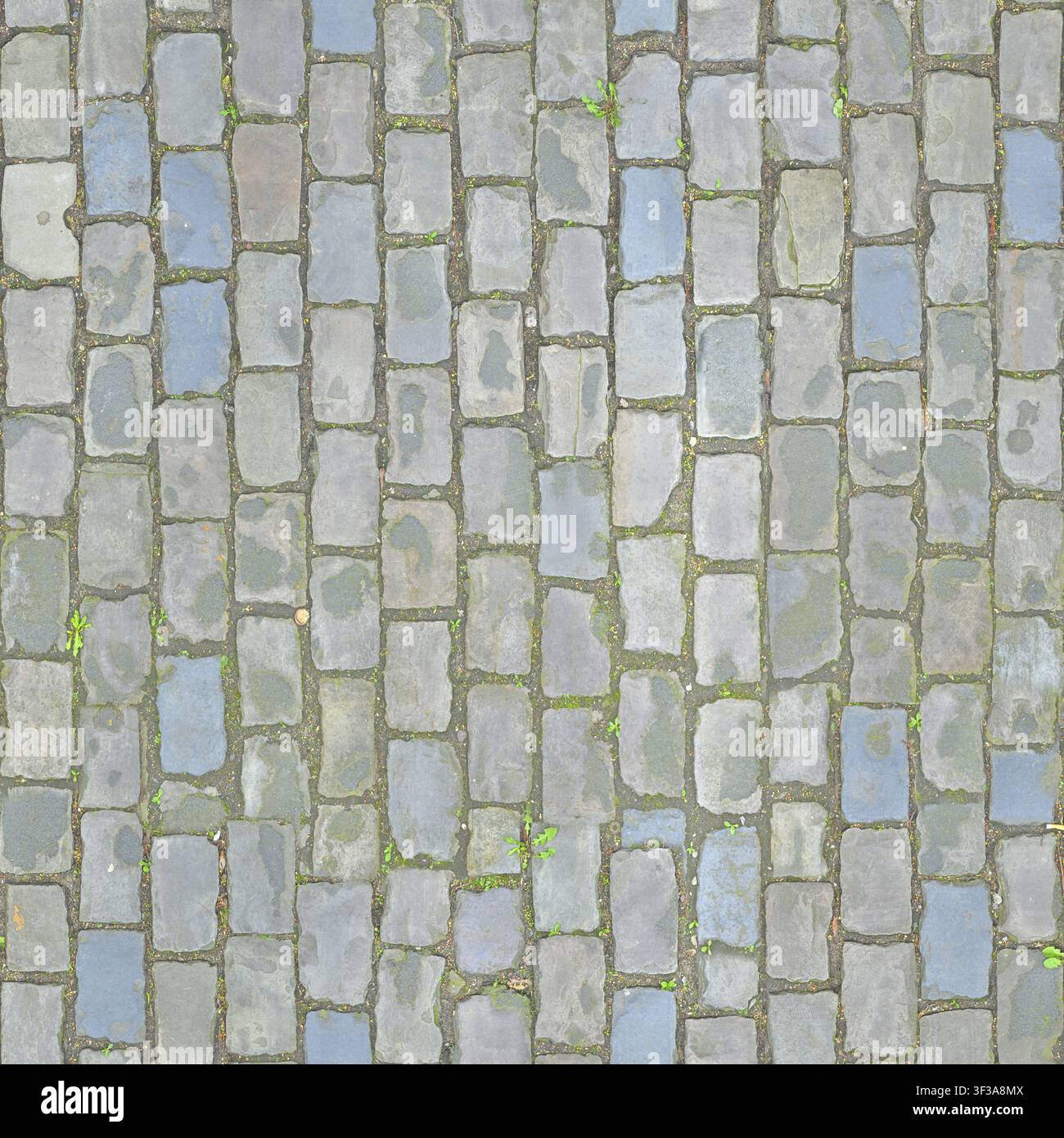 Overhead view of rectangular blue-grey stone paving blocks laid in parallel rows with moss between joints. Stock Photo