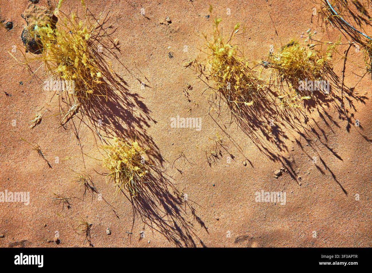 Desert Grass Shadows on Sunlit Sand Texture from Above Stock Photo