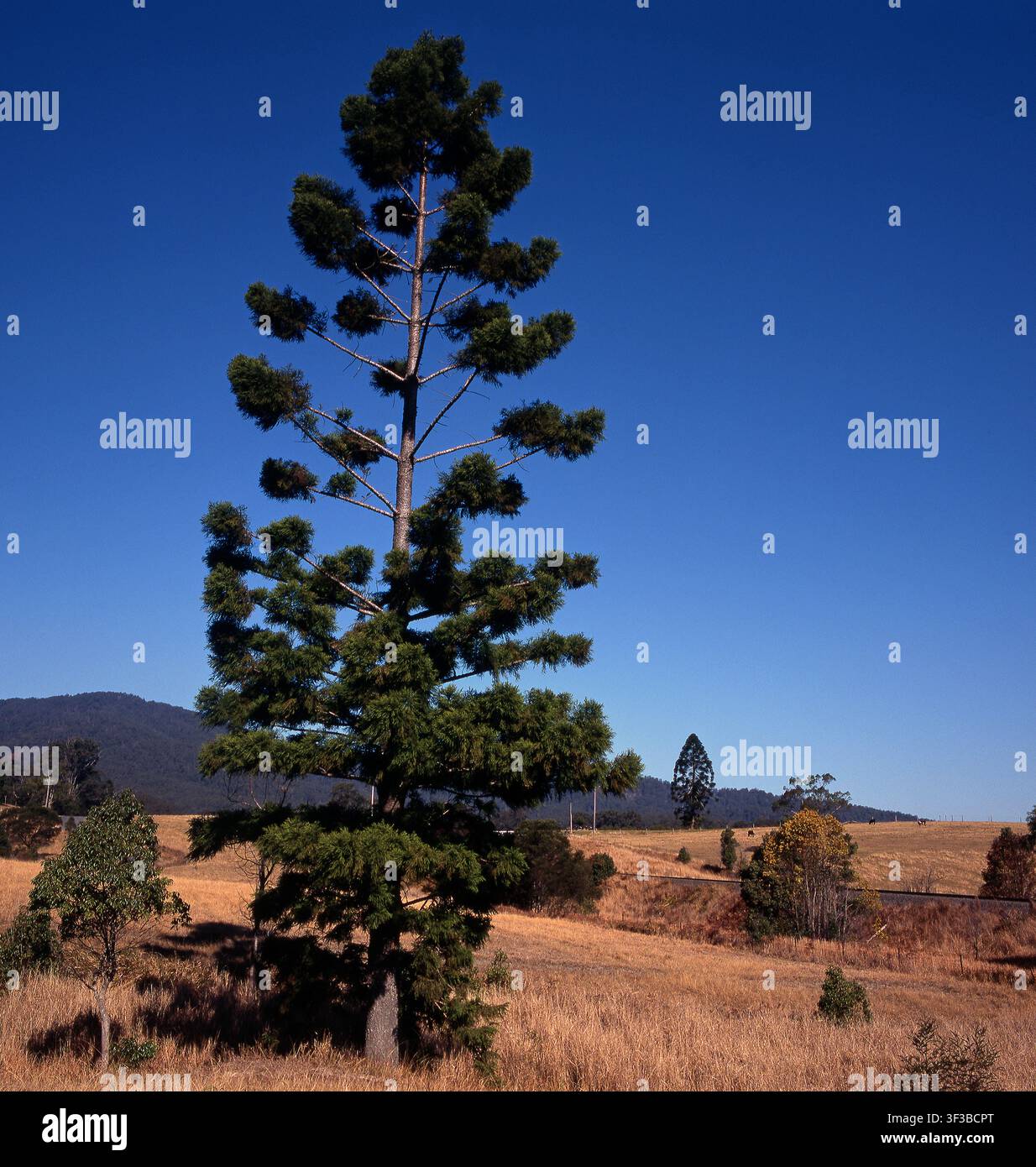 HOOP PINE TREE (ARAUCARIA CUNNINGHAMII) COUNTRYSIDE, QUEENSLAND, AUSTRALIA. ALSO KNOWN AS THE QUEENSLAND PINE, MORETON BAY PINE OR DORRIGO PINE TREE. Stock Photo