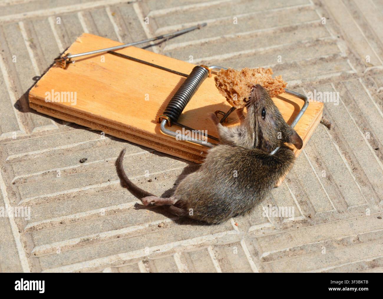 Caught mouse in mousetrap holding bread Stock Photo