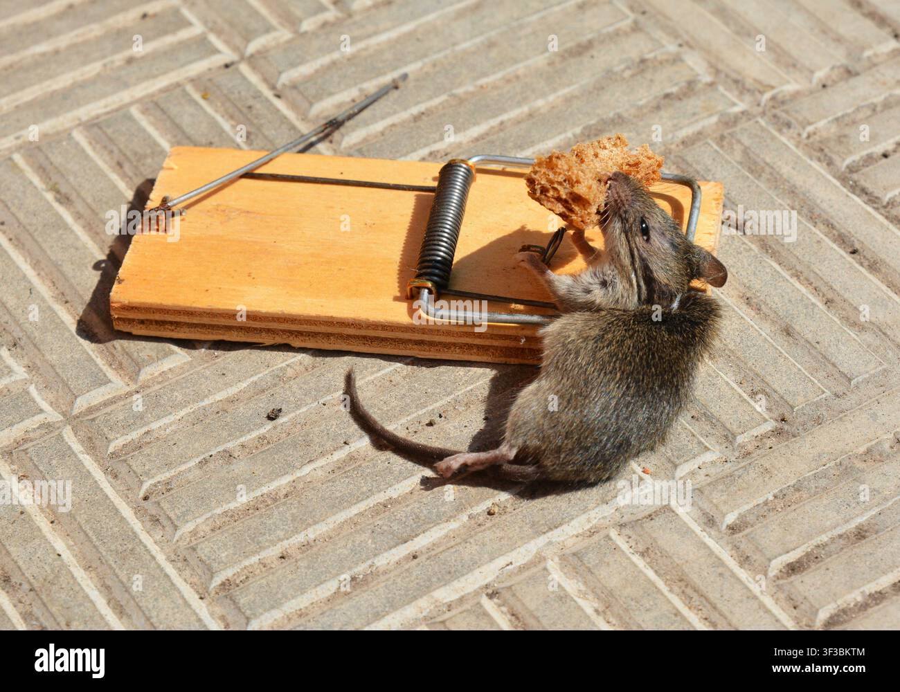 Mouse caught in mousetrap with bread Stock Photo