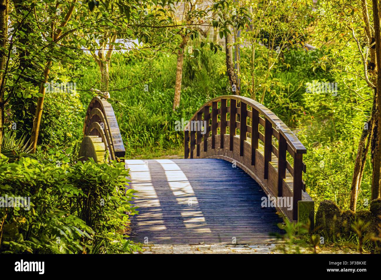 Sunlight filters through lush green trees Stock Photo