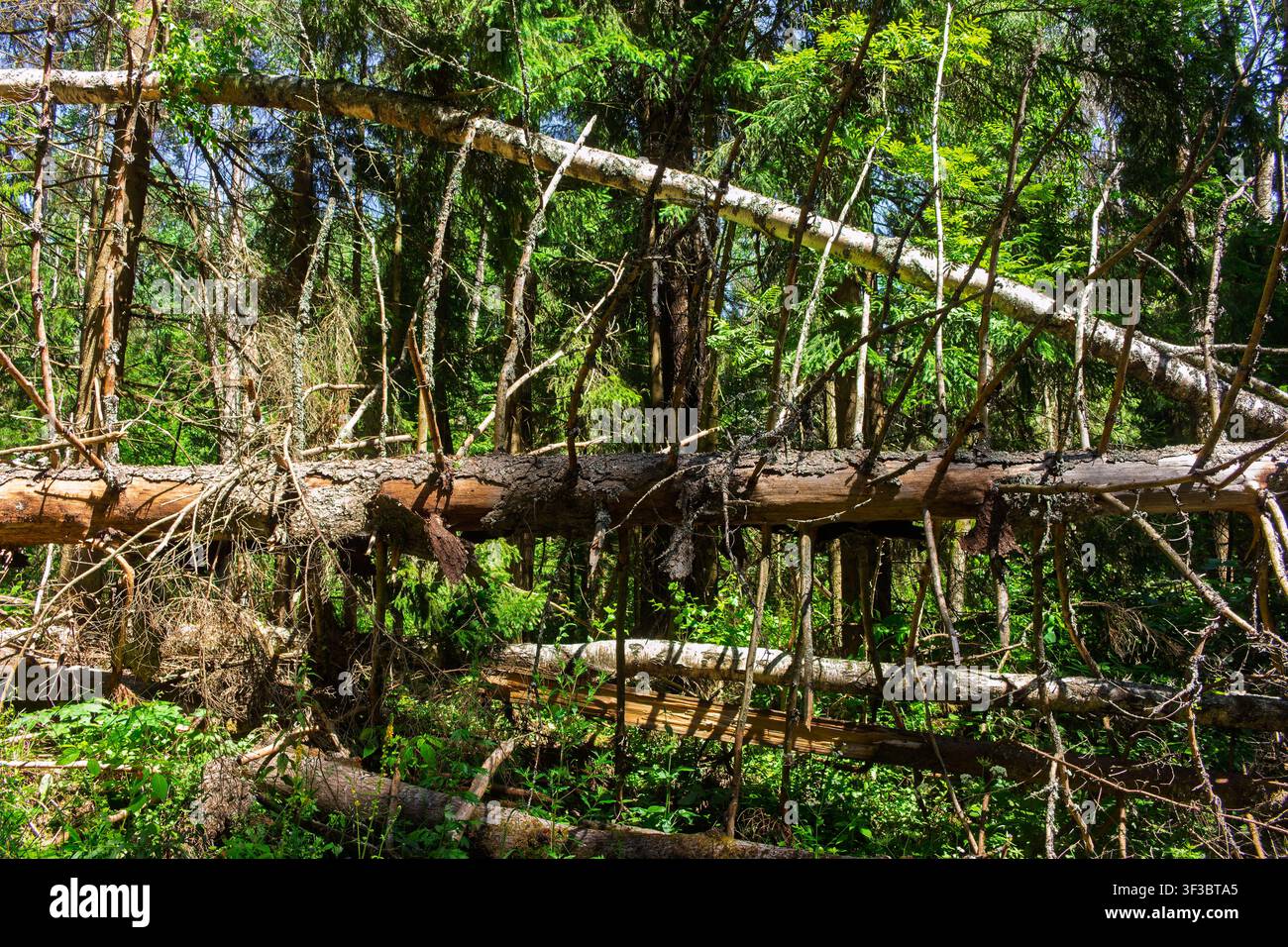 Fallen birch and spruce tree trunks rot in a dense, wild summer forest, creating a textured wooden labyrinth surrounded by lush green foliage and brig Stock Photo