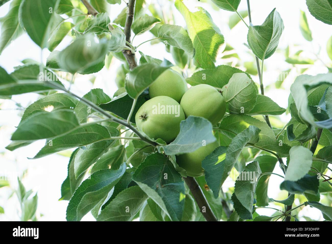 green apples hanging on tree branches in a home orchard during the summer growing season. Stock Photo