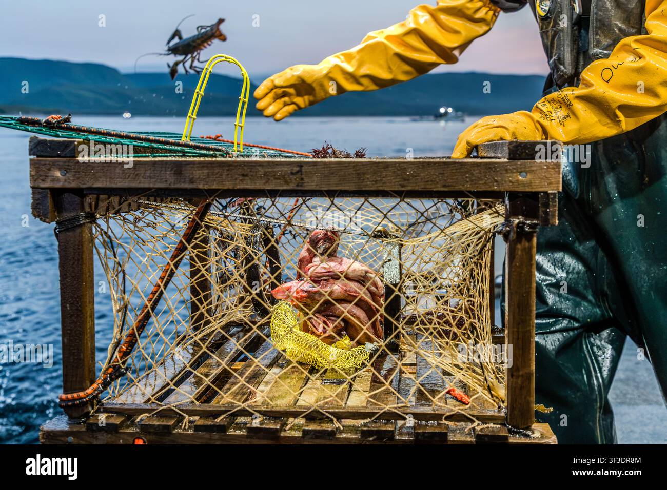 At sunrise, a fisherman wearing yellow rubber gloves lifts a wooden lobster pot containing its catch aboard a boat in St Ann’s Bay near Englishtown, Nova Scotia, Canada. Alongside the lobsters, a reddish-coloured fish lies in the pot as bait Stock Photo