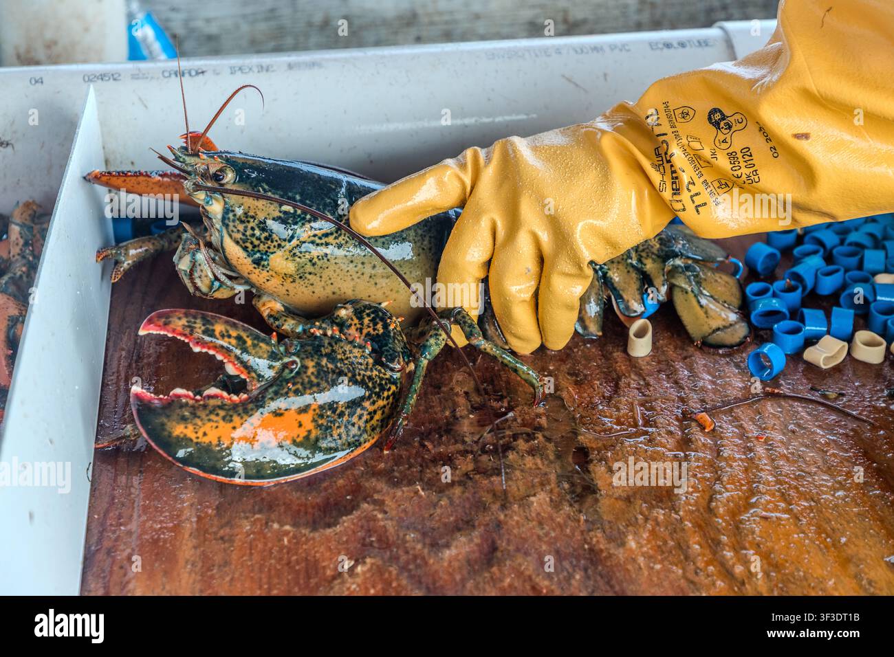 A fisherman wearing a yellow rubber glove holds a freshly caught lobster above a sorting crate filled with blue rubber bands on board a lobster boat in St Ann’s Bay near Englishtown, Nova Scotia, Canada Stock Photo