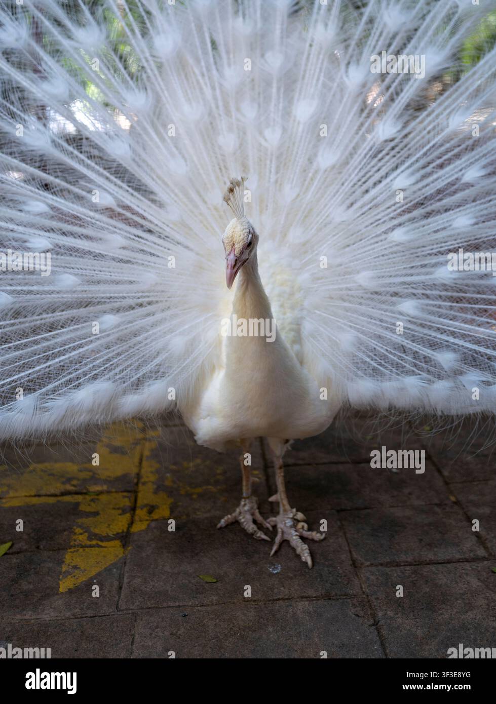 A rare white peacock with it's feathers Stock Photo