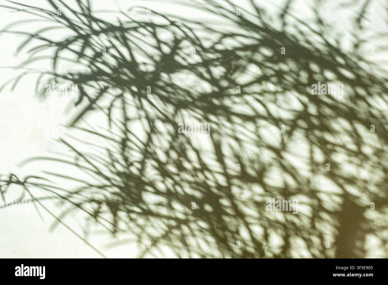 Soft plant shadow on textured wall creating abstract leaf pattern in warm sunlight Stock Photo