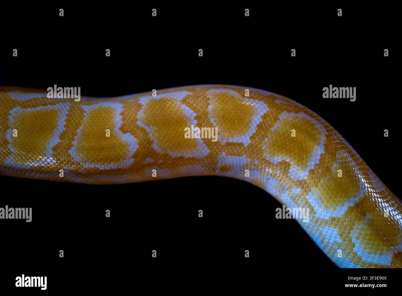 Close up of a albino burmese python Stock Photo