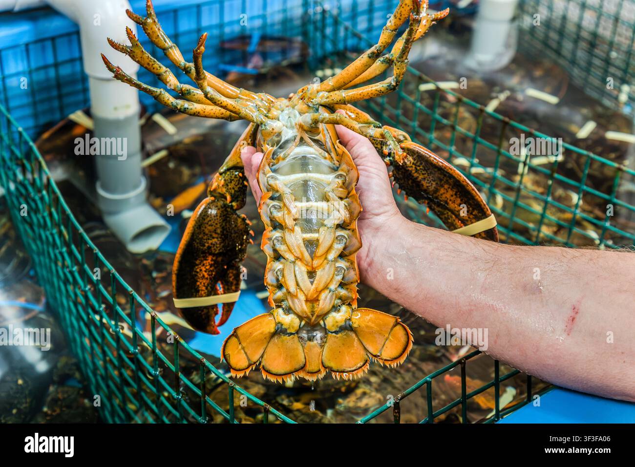 A man is holding a lobster that has just been taken from the tank at the Halls Harbour Lobster Pound & Restaurant on West Halls Harbour Road in Halls Harbour, Nova Scotia, Canada. Guests choose their lobsters directly from the tank here before they are served cooked Stock Photo