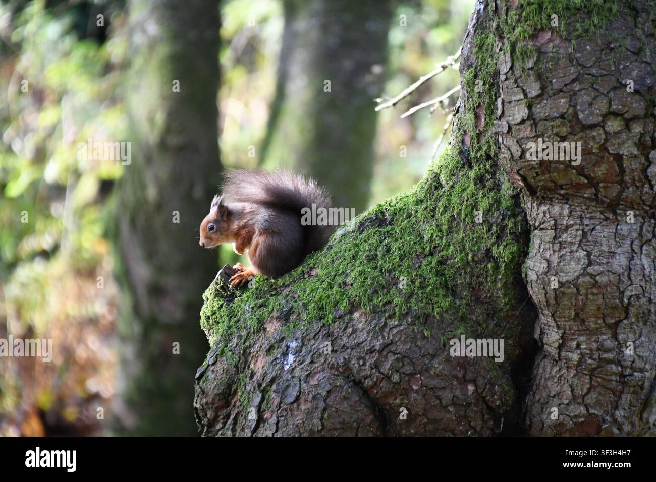Grey squirrel holding food on a tree trunk Stock Photo