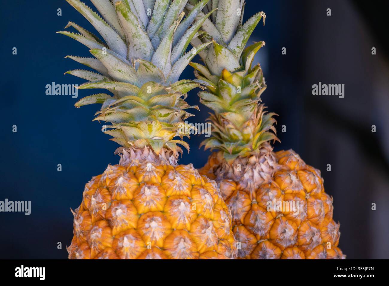 Fresh pineapple from the Amazon Rainforest region of Brazil, vibrant yellow with incredible texture and symmetry patterns. Stock Photo