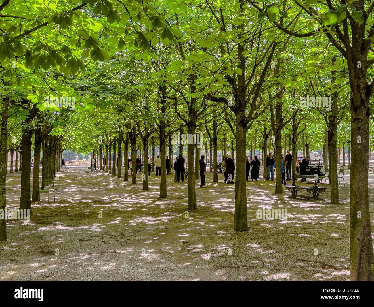 People practising Tai chi amongst the tree lined avenues in the Jardin du Luxembourg a public park located in the 6th arrondissement of Paris, France Stock Photo