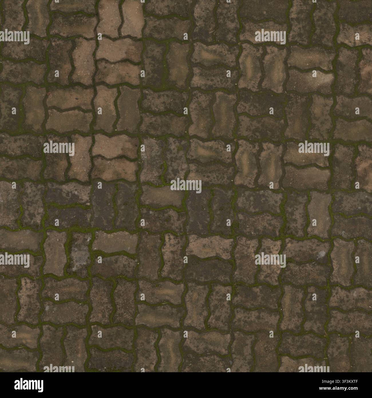 A top-down view of grey interlocking paving bricks with green moss growing in the joints. Stock Photo
