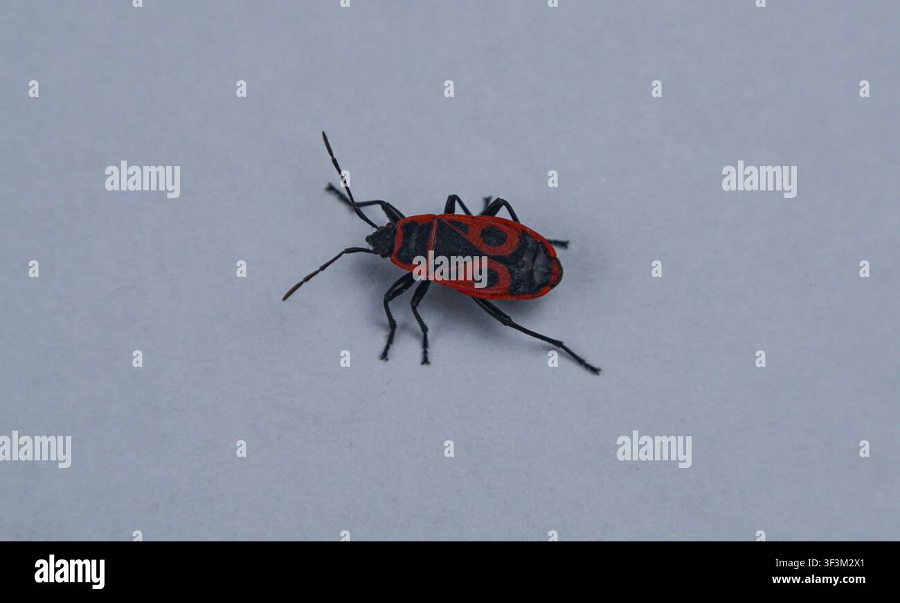 red beetle on a white background, macro image Stock Photo