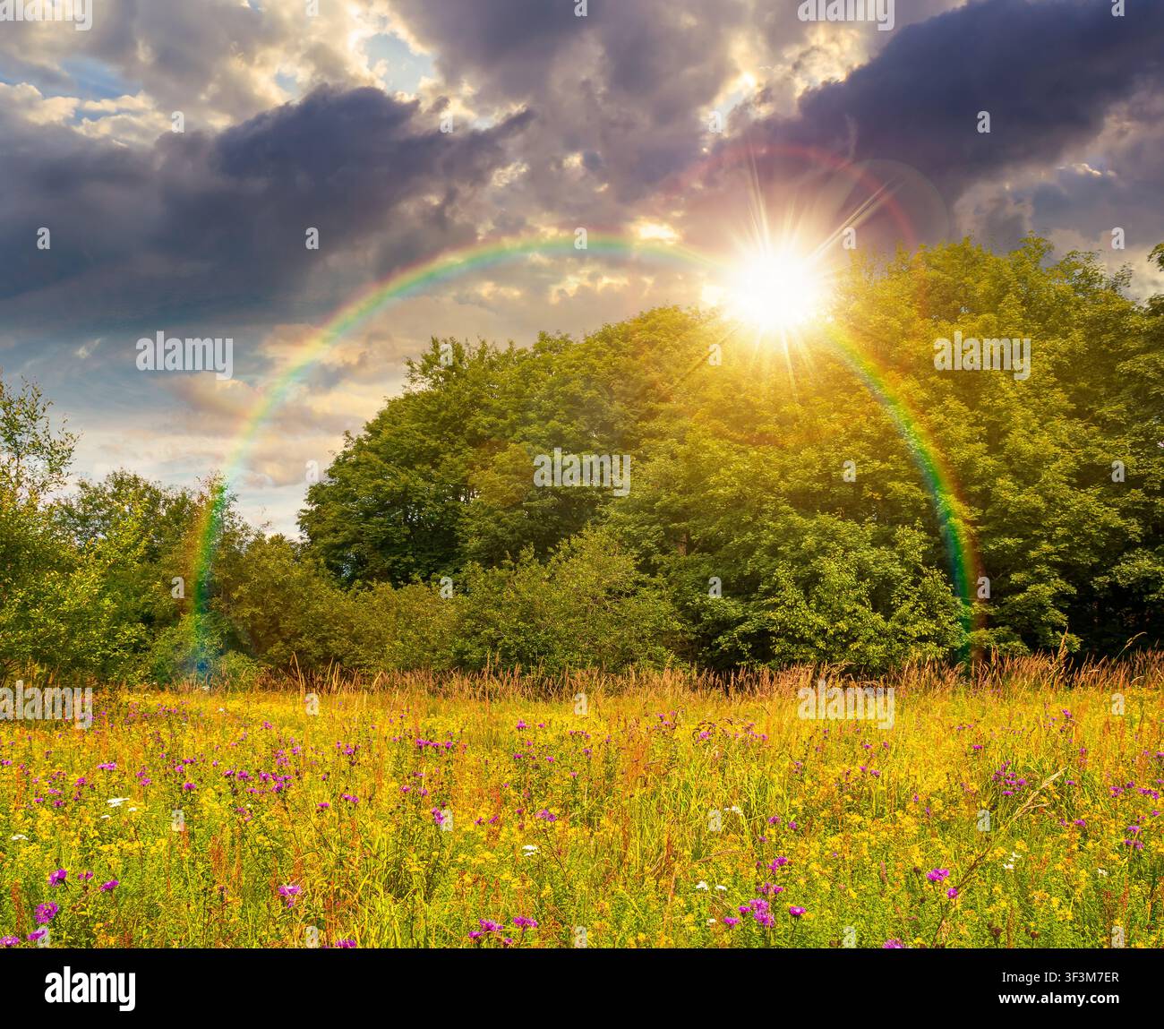 deciduous beech forest near meadow under dramatic sky. nature scenery with tall grass near forest at sunset. carpathian beech forest of ukraine. wild Stock Photo