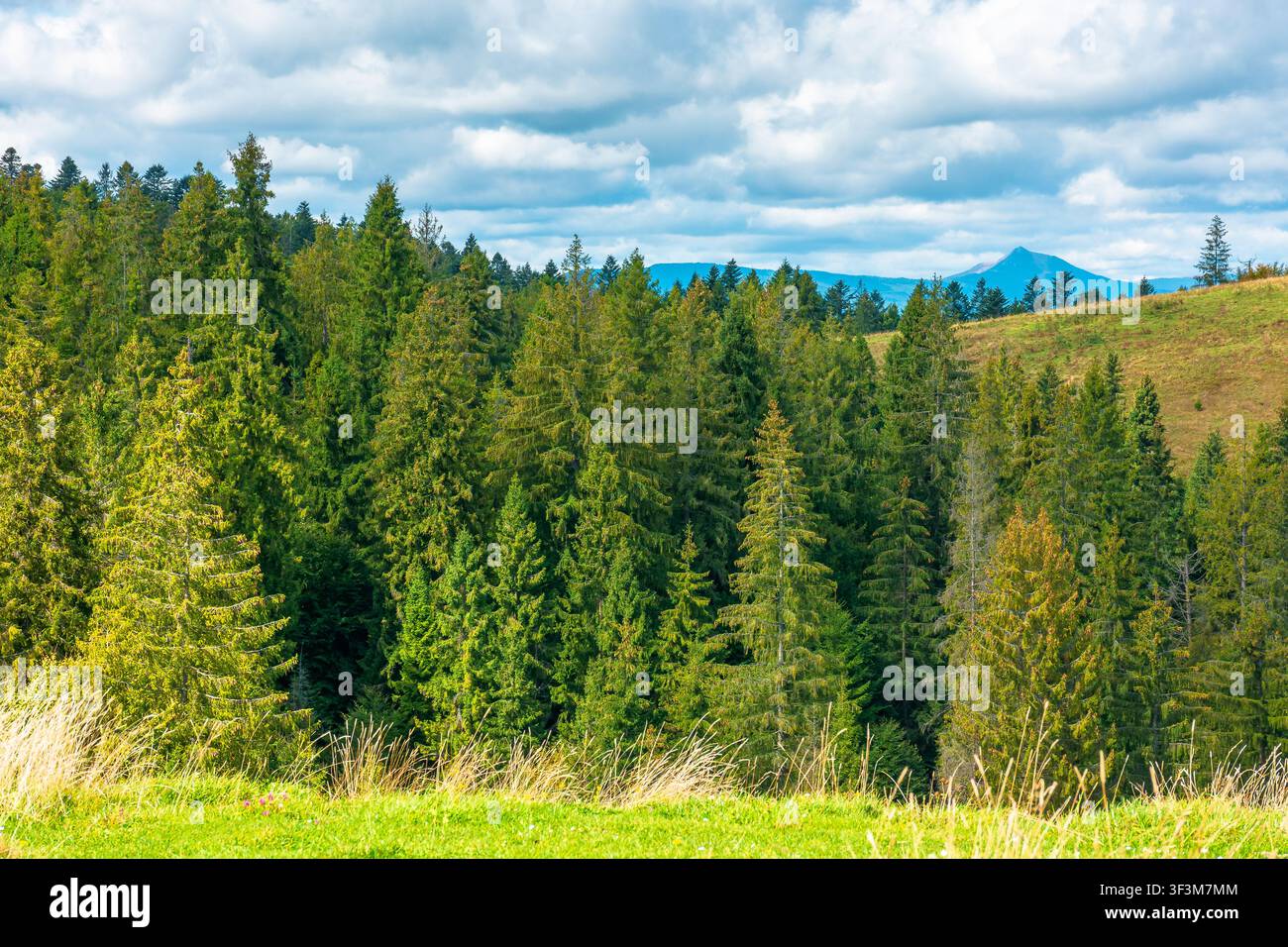 nature scenery with coniferous forest in mountain. carpathian landscape with spruce woodland on the hill. ukraine nature background in early autumn Stock Photo