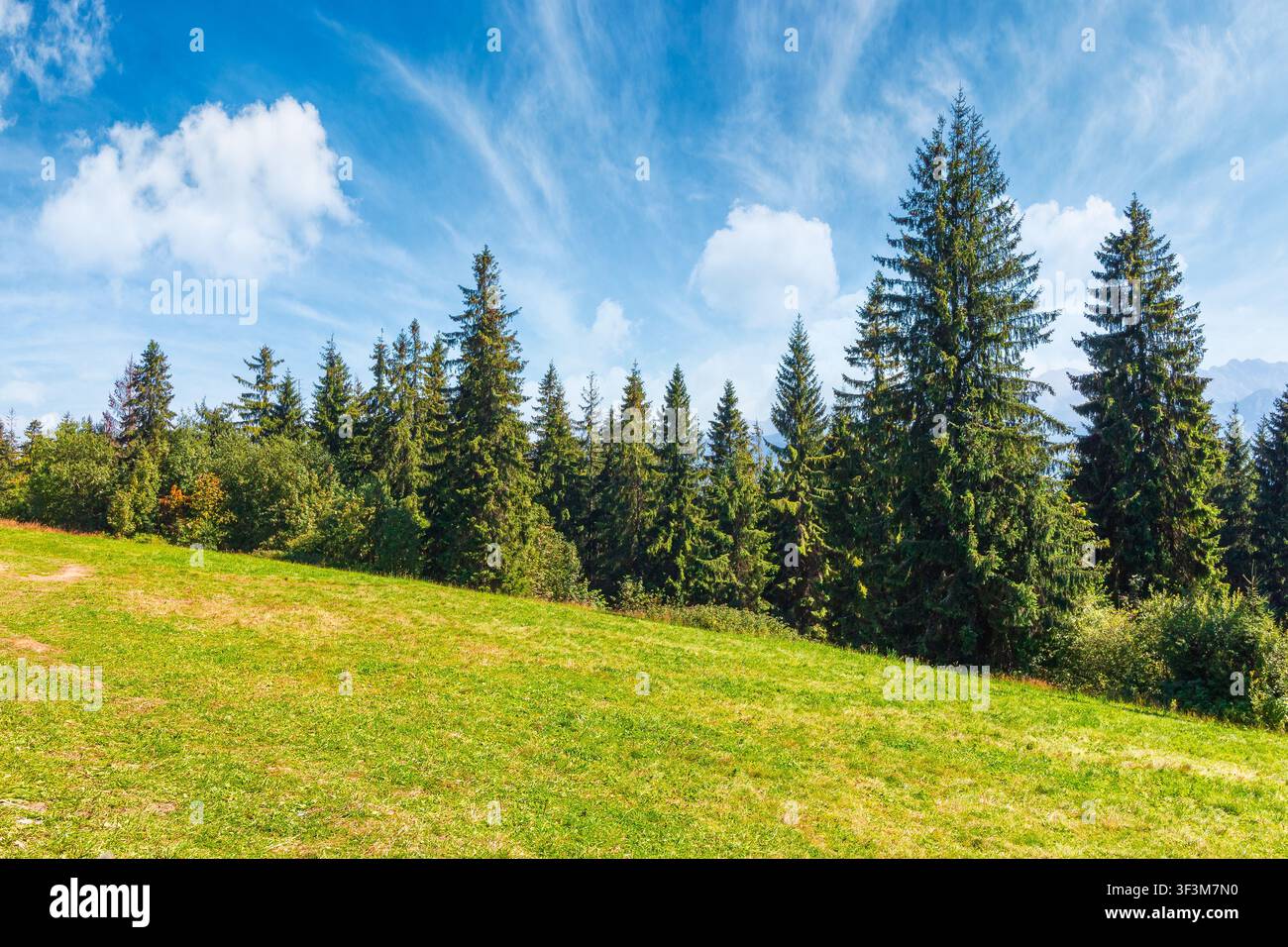 landscape with coniferous forest in summer. scenic view of mountain landscape in poland. spruce trees on a grassy alpine meadow. clouds on the blue sk Stock Photo
