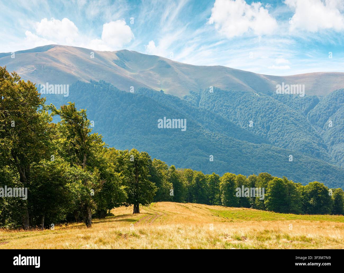 carpathian mountain landscape in summer. primeval beech forest on the grassy hill. wonderful scenery of ukrainian highlands. pristine ecosystem of eur Stock Photo