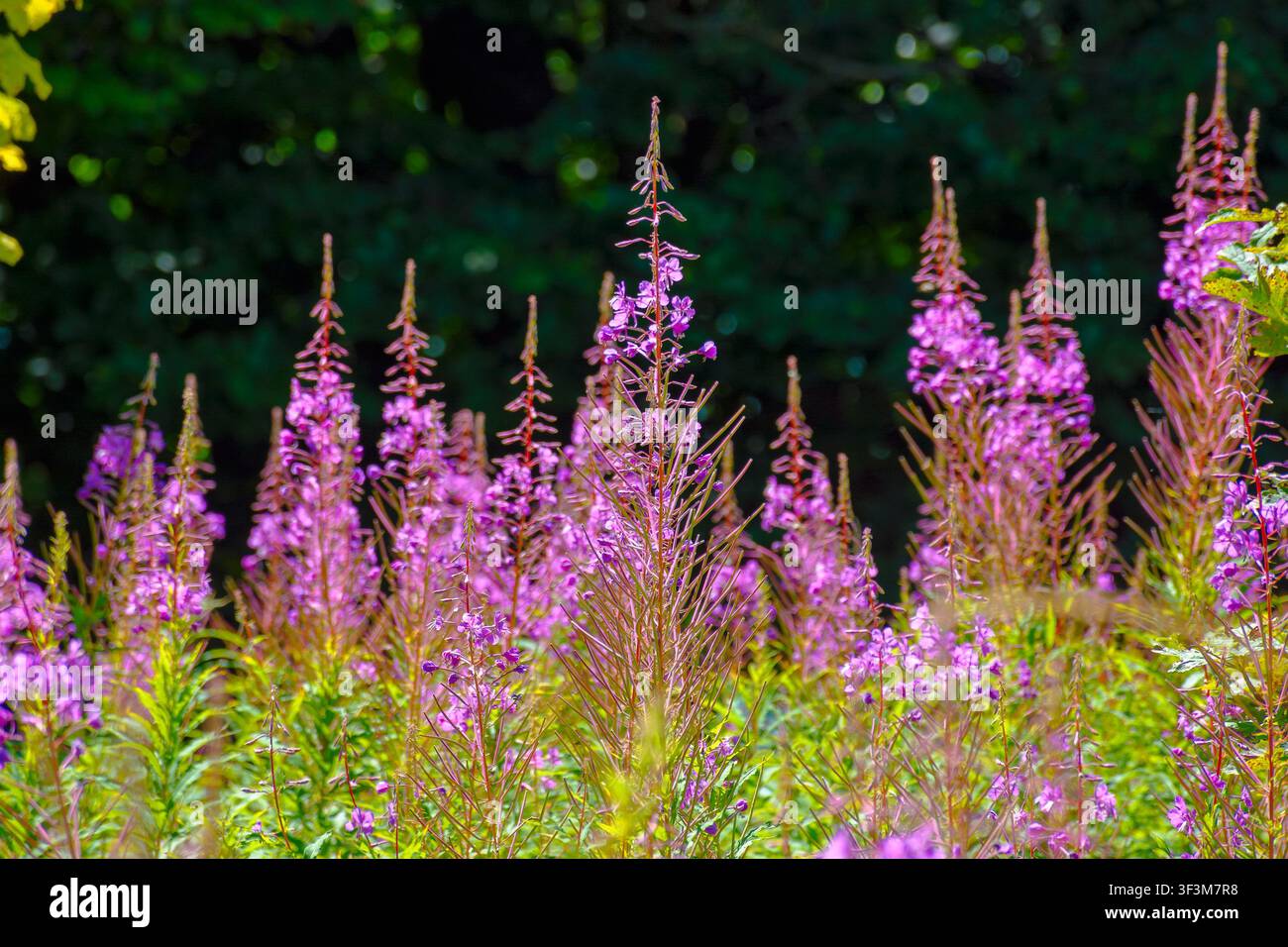 fireweed in full bloom. floral background with purple herb near the forest. willowherb closeup photo on a sunny day Stock Photo