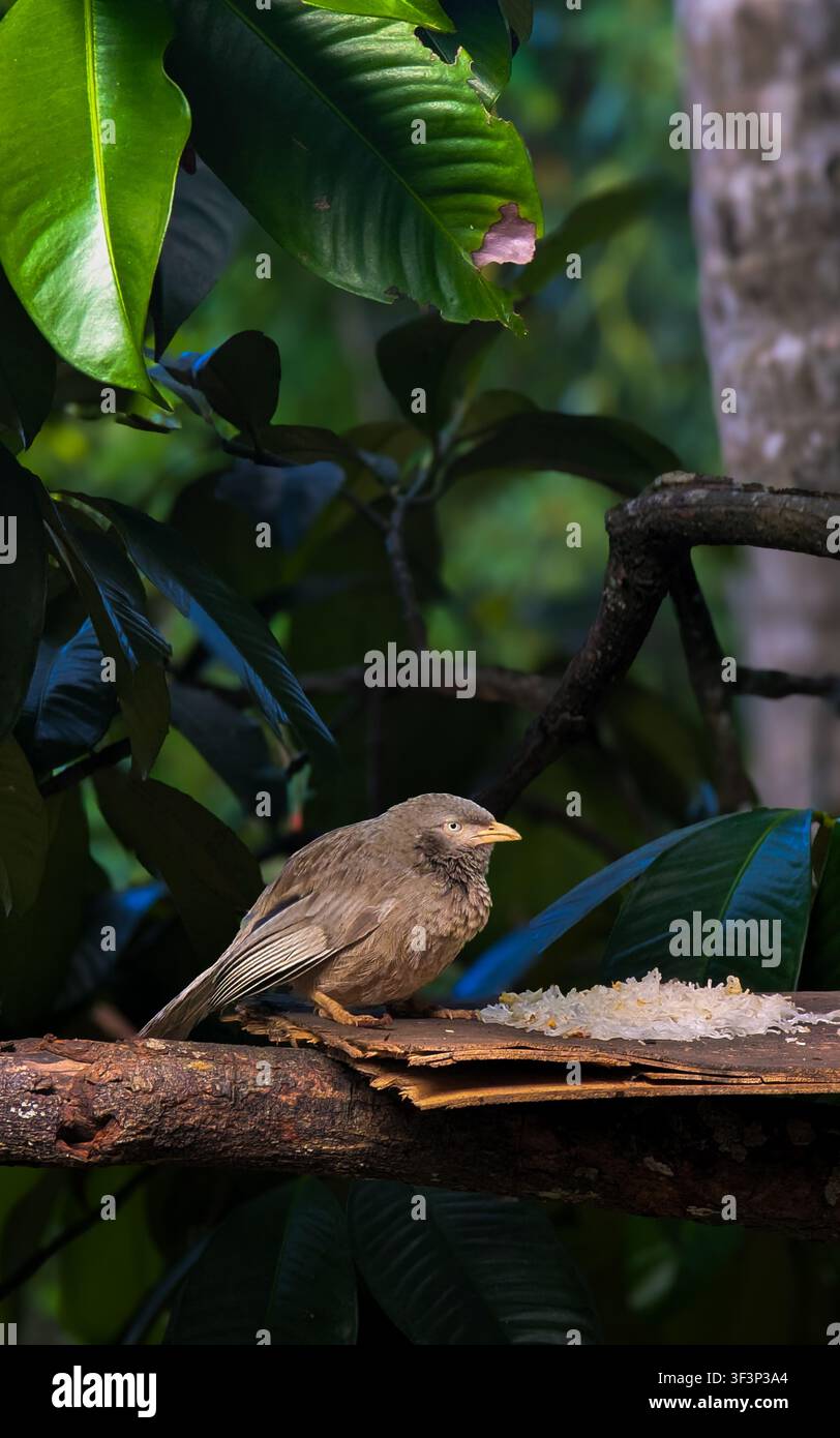 Yellow-billed babbler bird perched on a wooden branch eating cooked rice in Sri Lanka - Smartphone Captured Stock Image