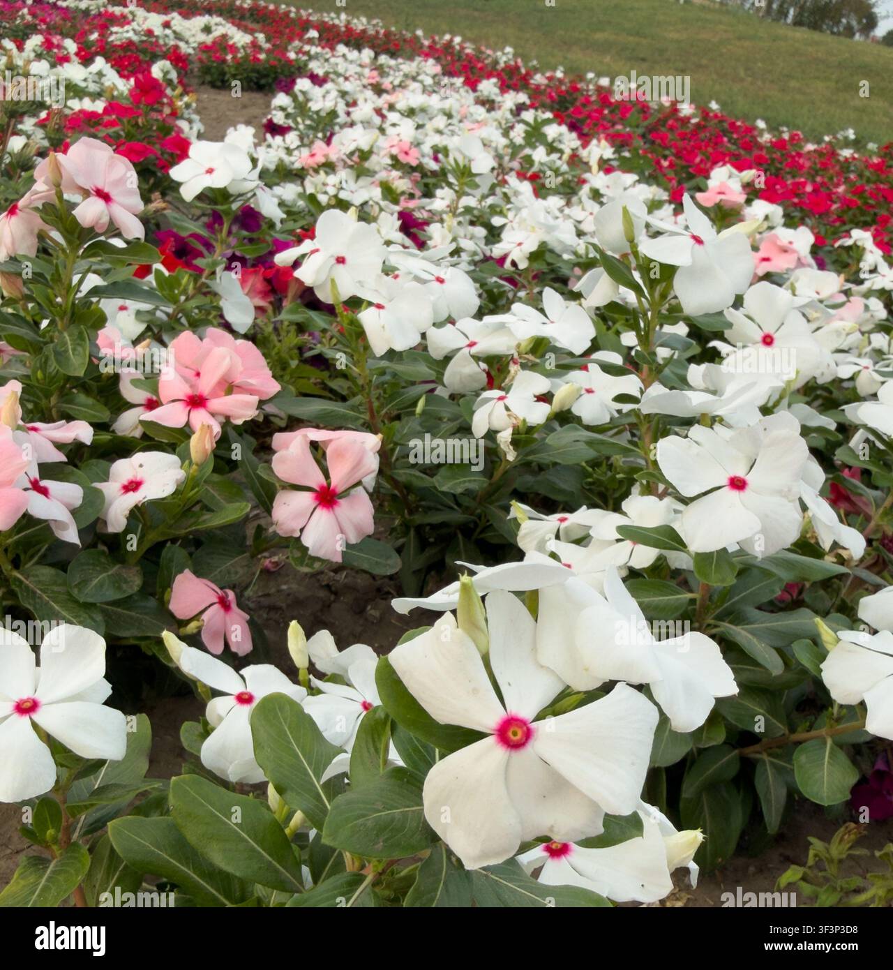 White and pink catharanthus flowers in garden field - Smartphone Captured Stock Image