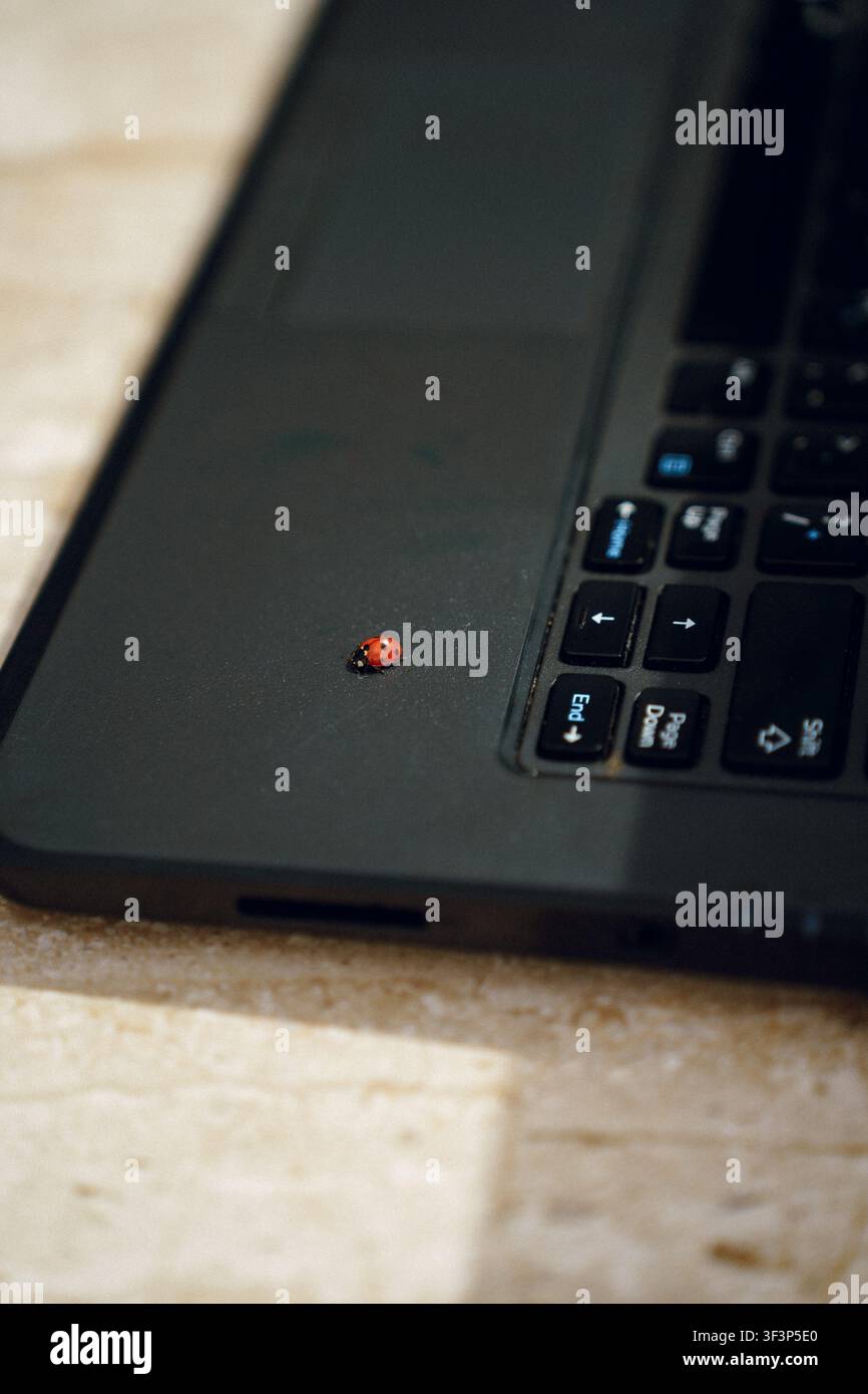 Tiny ladybug crawls across dark laptop keyboard with soft natural lighting Stock Photo