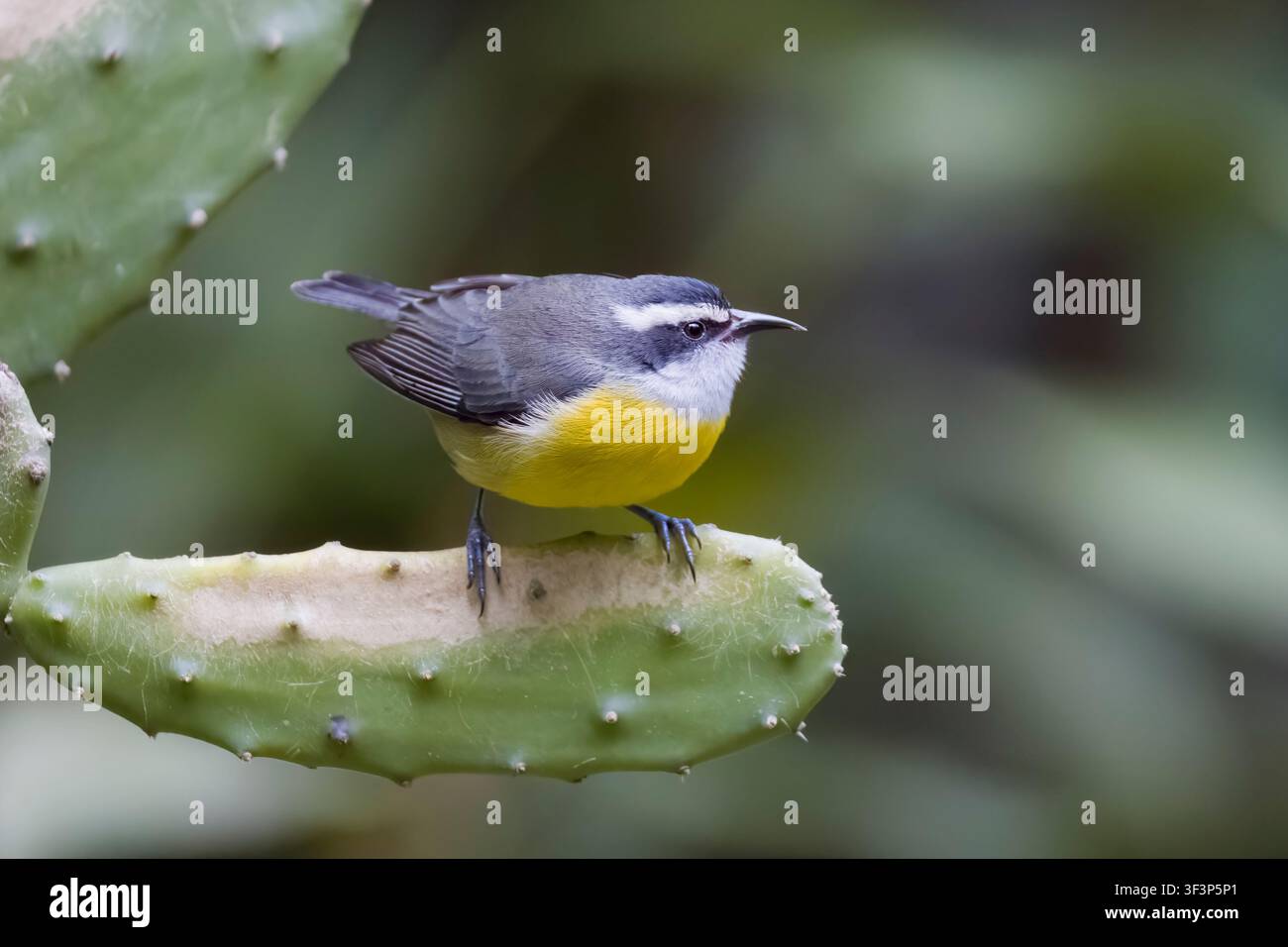 Bananaquit at Duco's Lodge Atlantic Rain Forest Brazil Stock Photo